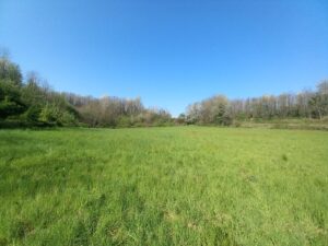 Terreno agricolo in vendita in Trana